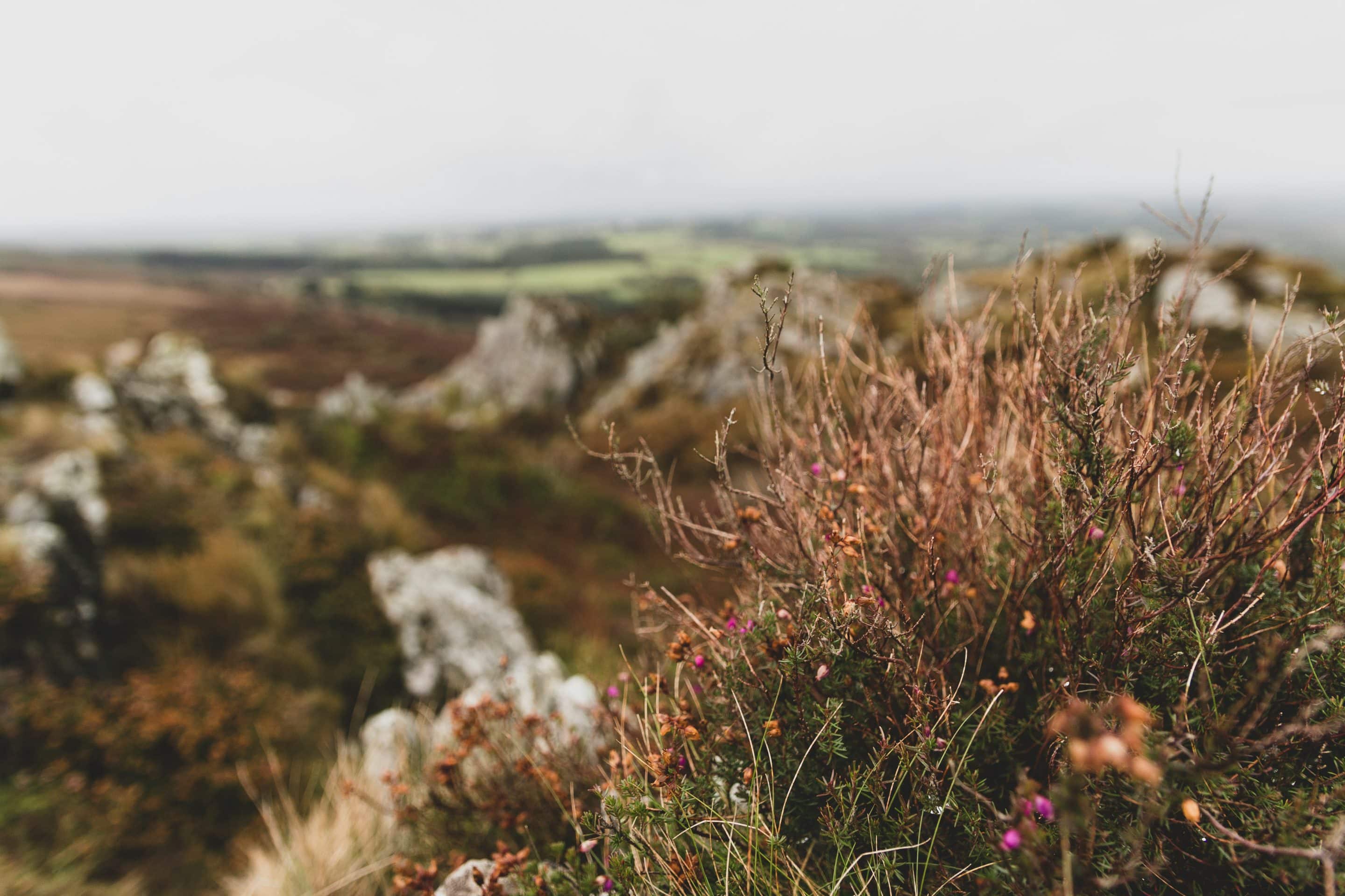Paysage de landes bretonnes en automne avec rochers et bruyère