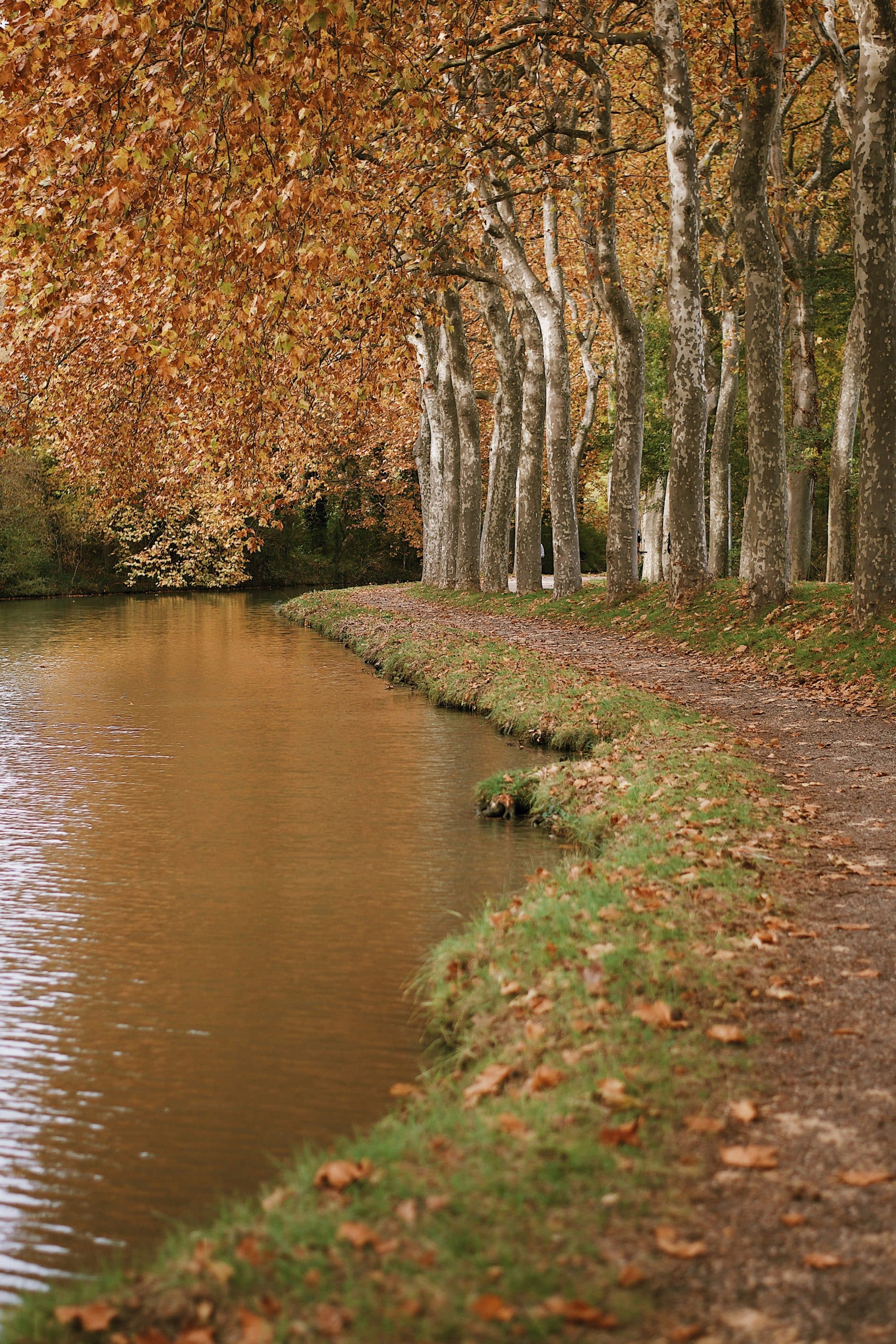 Paysage d'automne  avec arbres et sentier en bord de rivière recouvert de feuilles mortes 