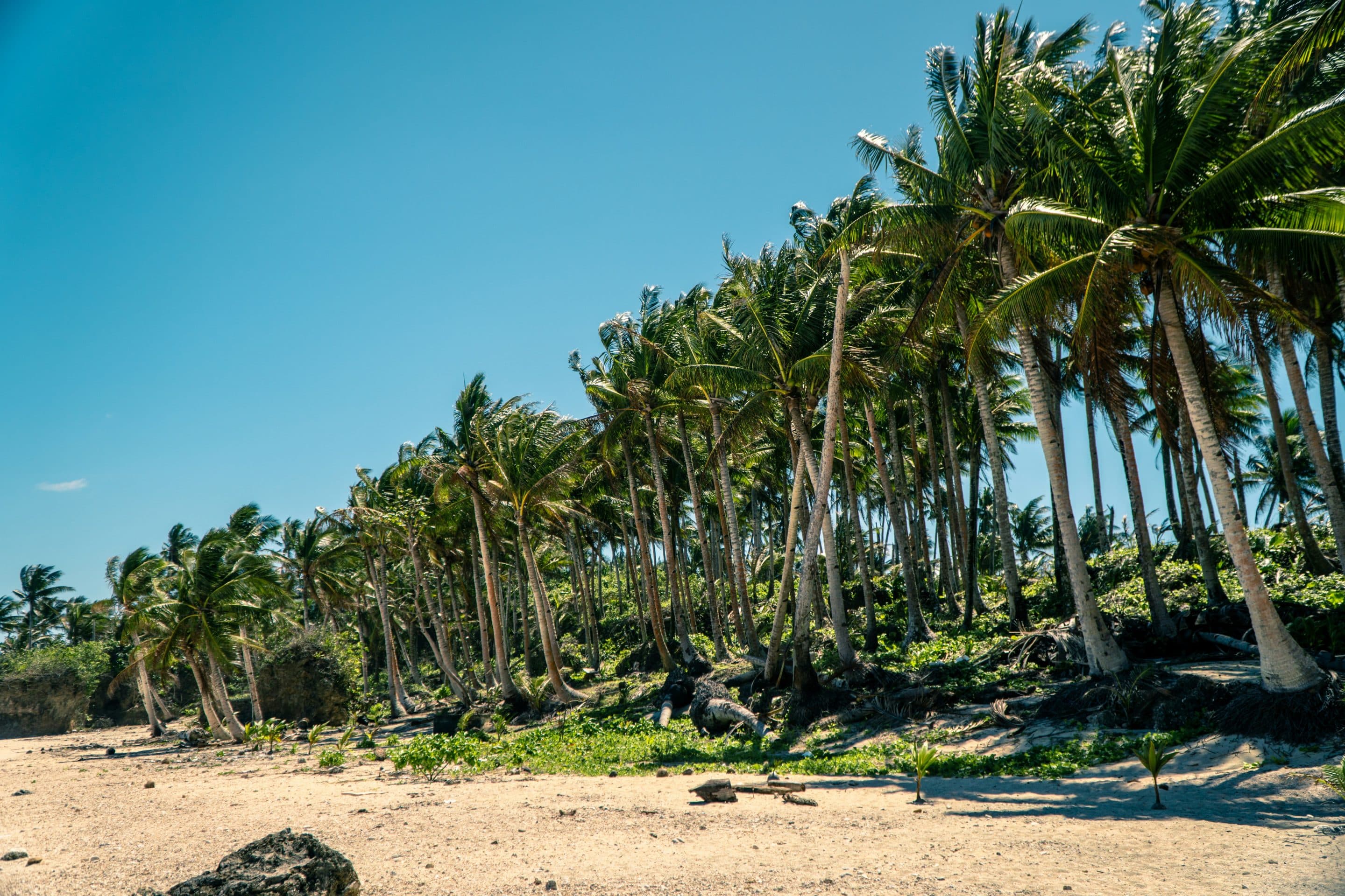 Plage de sable blanc bordée de cocotiers 